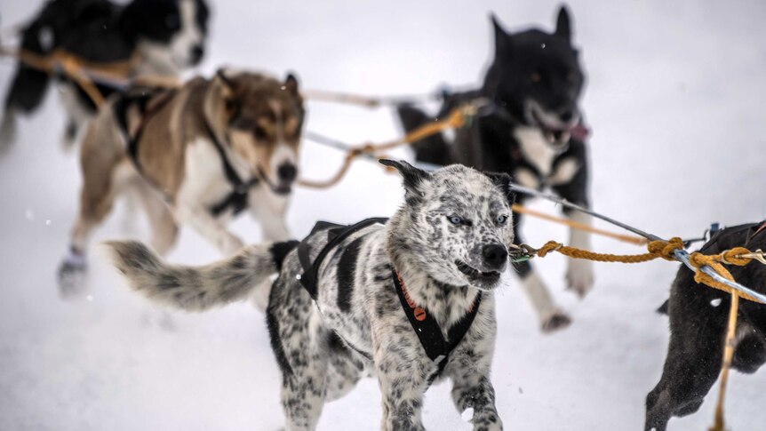 Dogs race during a stage of the Grande Odyssee sledding race.