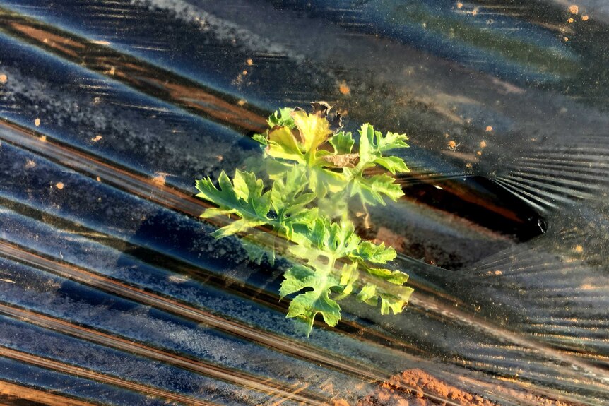 This watermelon seedling is showing signs of salt burn.