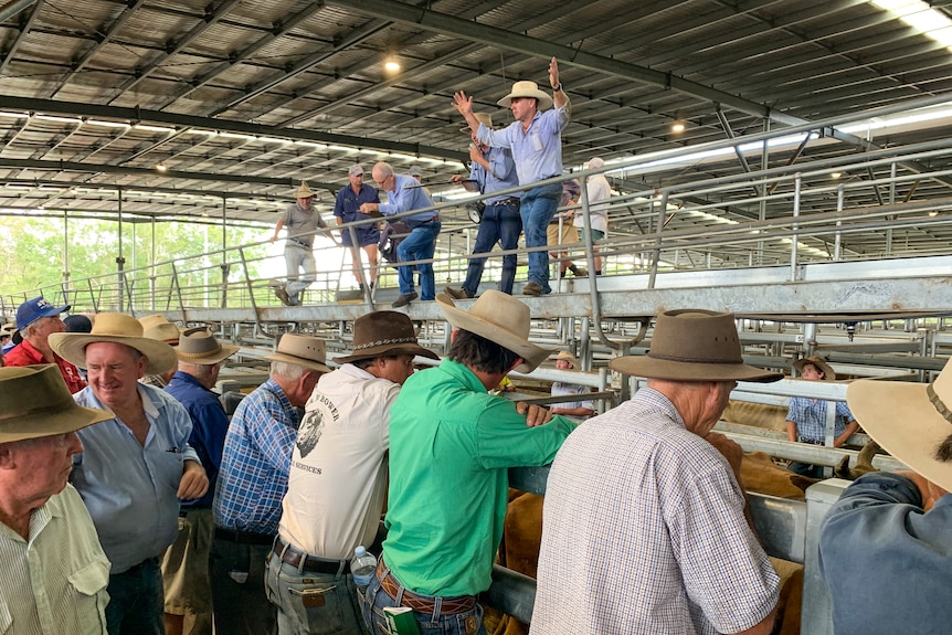 Auctioneer on elevated walkway selling cattle with producers watching on.