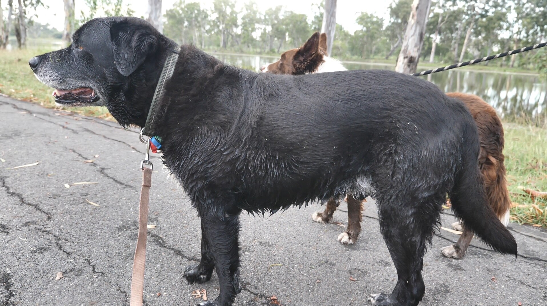 How Do You Treat A Dog Burn On A Leash