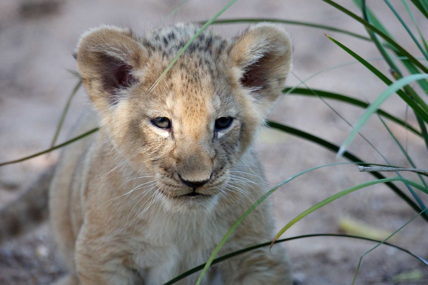 A lion cub