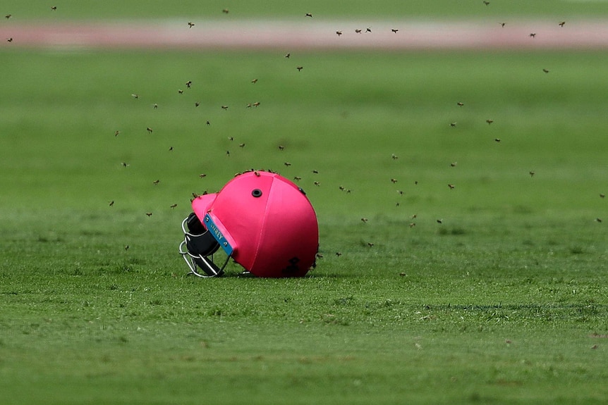 Bees swarm around Quinton de Kock's cricket helmet