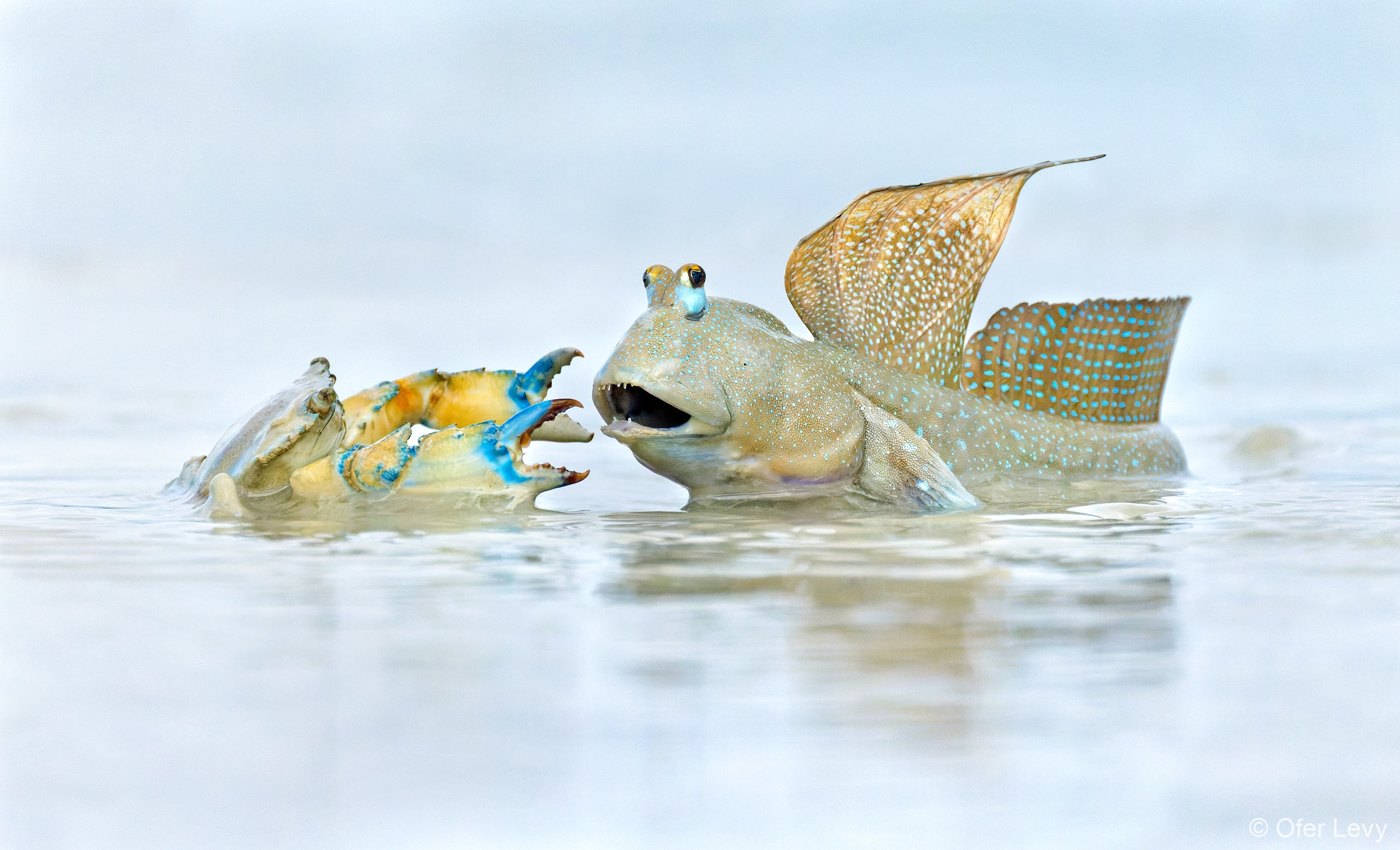 A mud crab and a bluespotted mudskipper facing each other