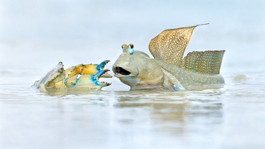 a mud crab and a bluespotted mudskipper face to face. 