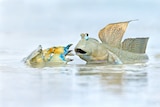 a mud crab and a bluespotted mudskipper face to face. 
