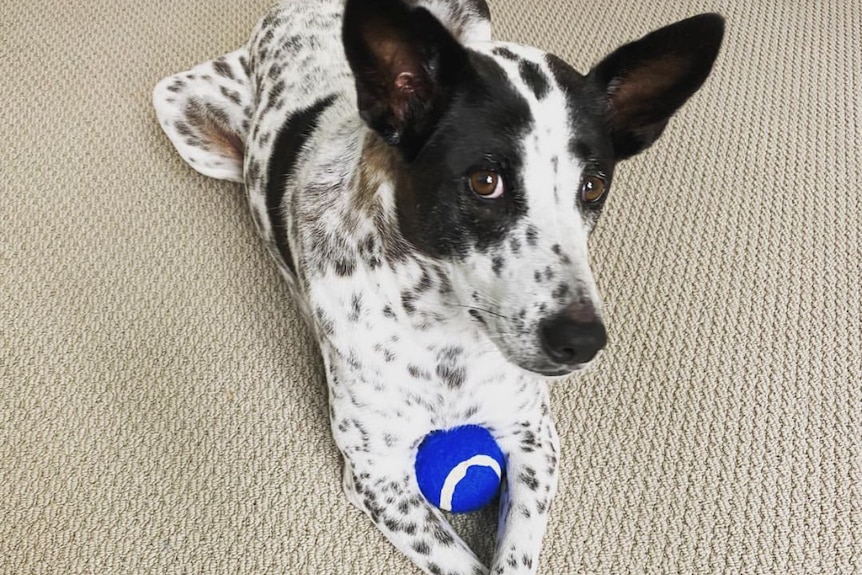 black and white dog with a tennis ball 