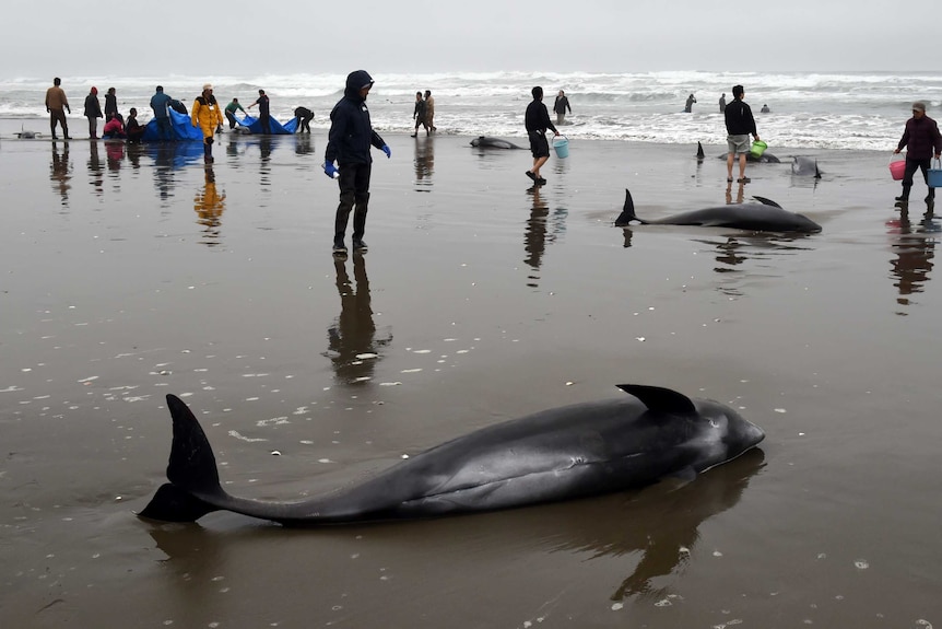 Pod stranding stretches 10 kilometres