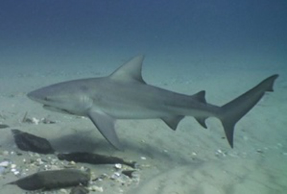 Bull shark sightings in Newcastle creek. Fishers, rowers, kayakers