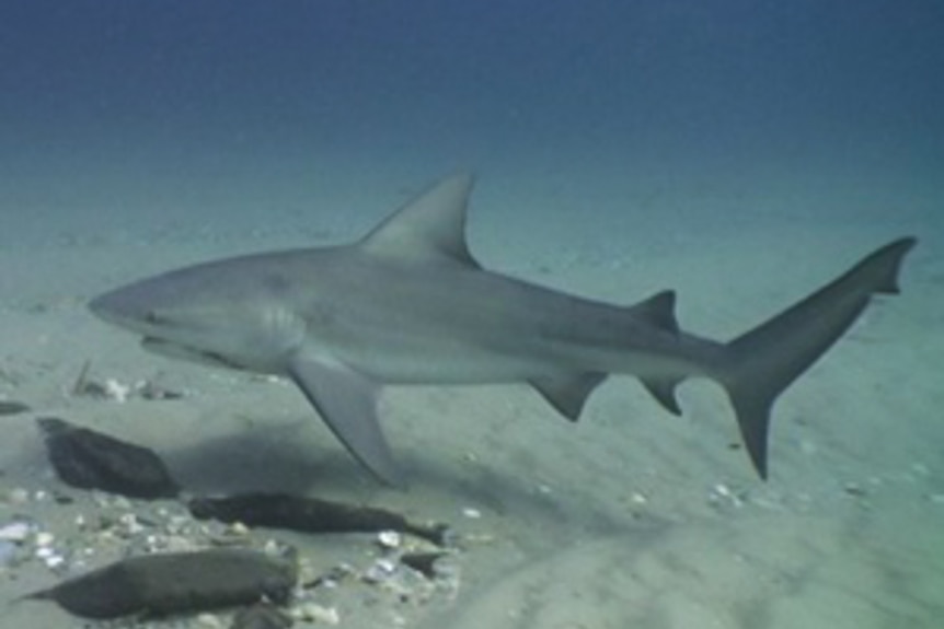 A bull shark swimming on the bottom of the river.