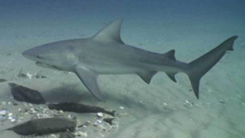 Bull shark swimming on the bottom of waterway.