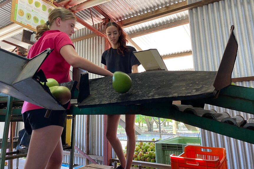Two young girls are sorting mangoes in a packing shed. They're working on a conveyor belt 