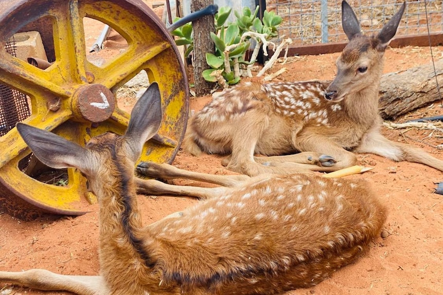 The two baby red deer fawns are two of the newest members of the Silverton couple's animal family, and will grow to around 90kg.