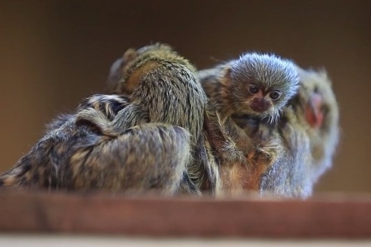 Newborn pygmy marmosets
