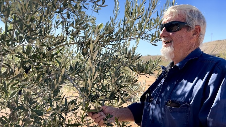 A bearded man in a blue shirt and black sunglasses stands next to an olive tree.