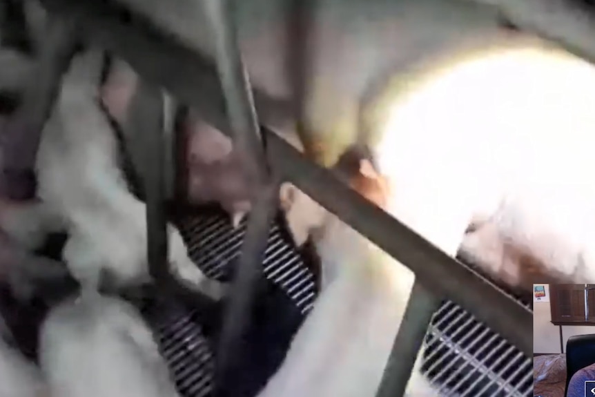 Activist faces trespass charge after streaming video claiming to be inside piggery