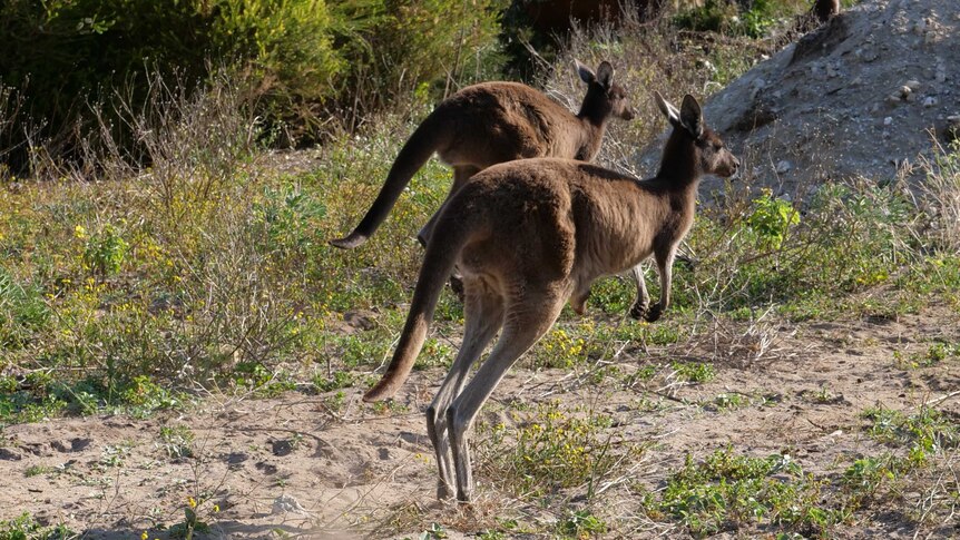 Kangaroos jumping.