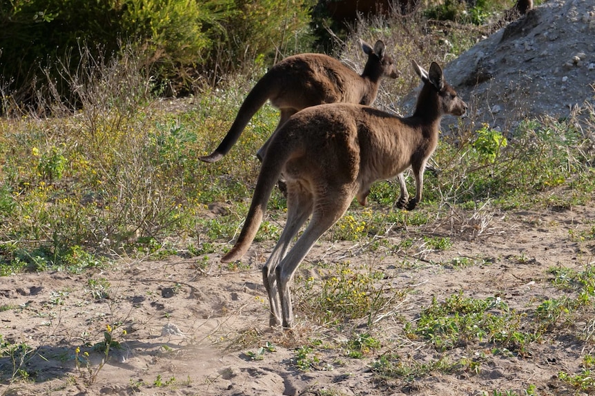 Kangaroos jumping.