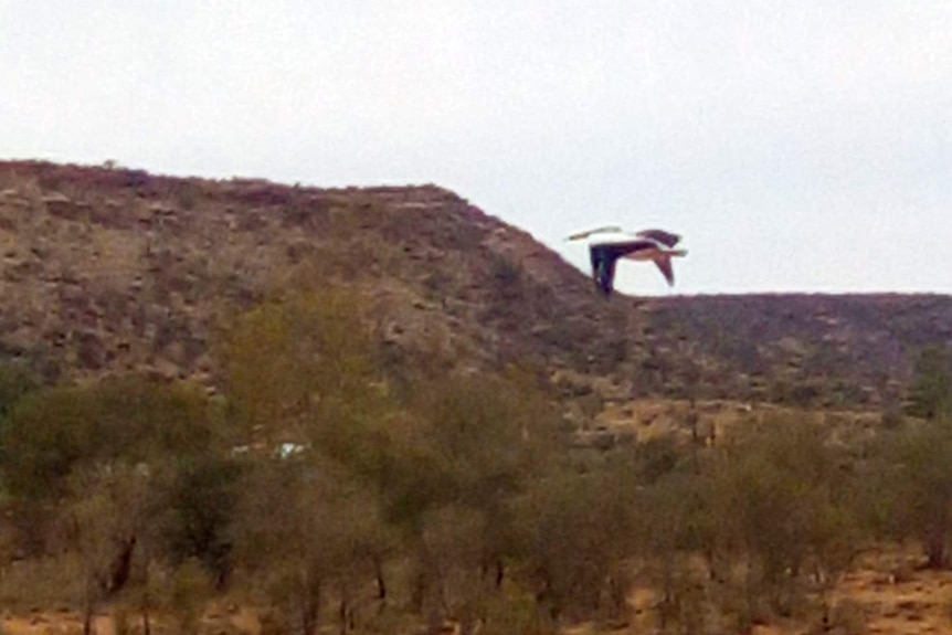 Pelican flying in front of a hilly outcrop in the desert.