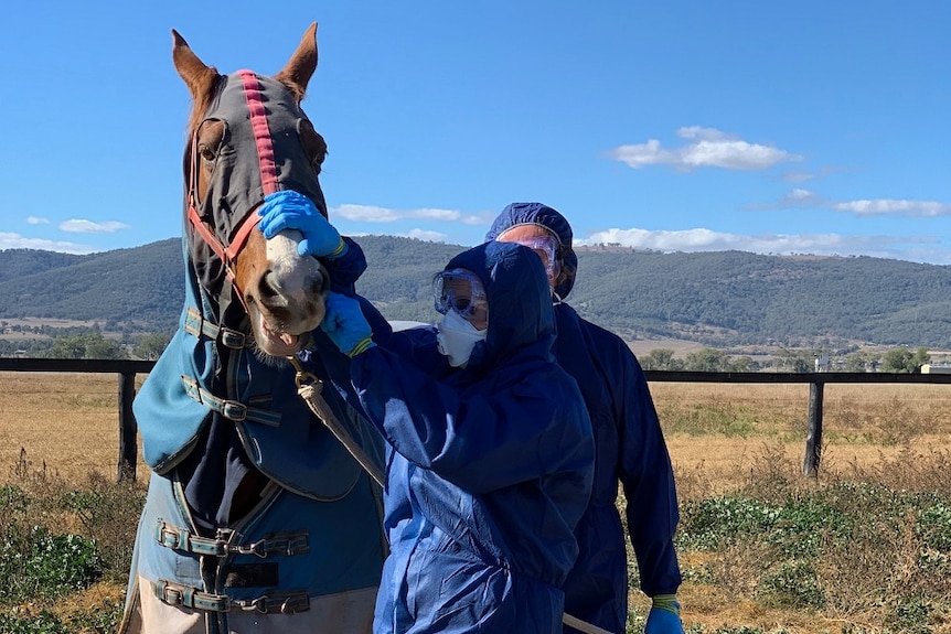Two people fully covered in protective clothing inspect a horse with covers over its body.