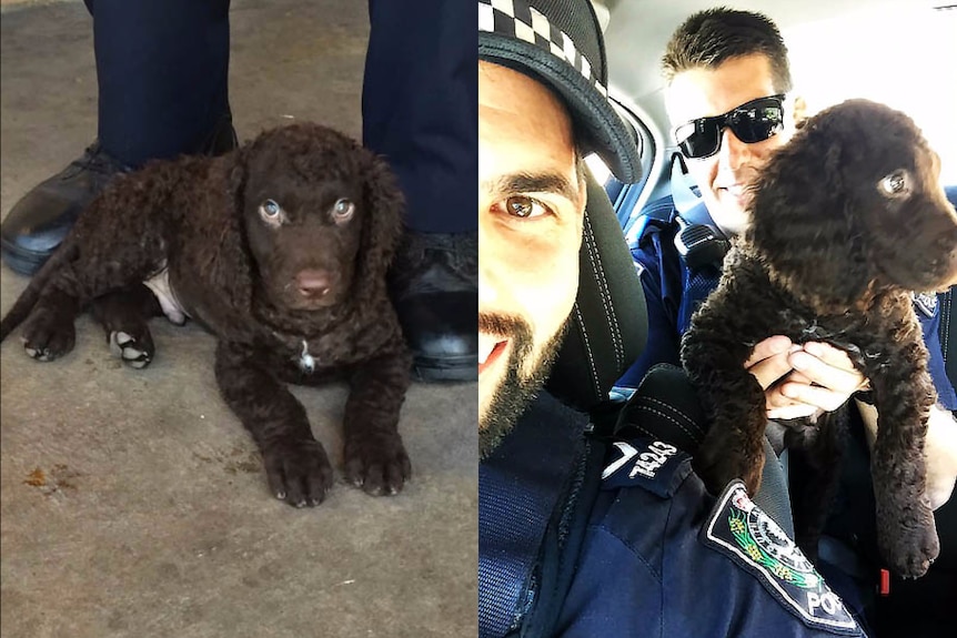 Police gave the dog a ride home to its relieved owner.