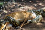 A python eating a deer.