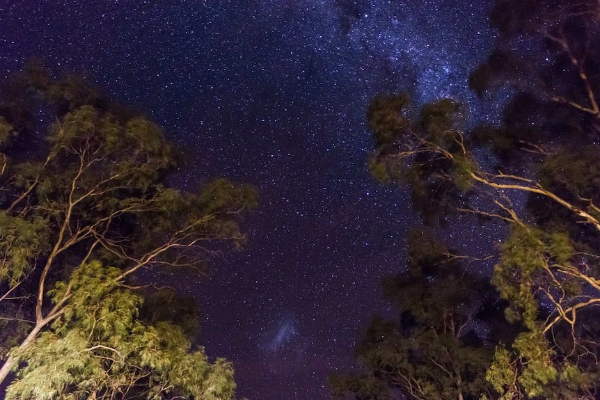 Trees under a dark, starry night sky