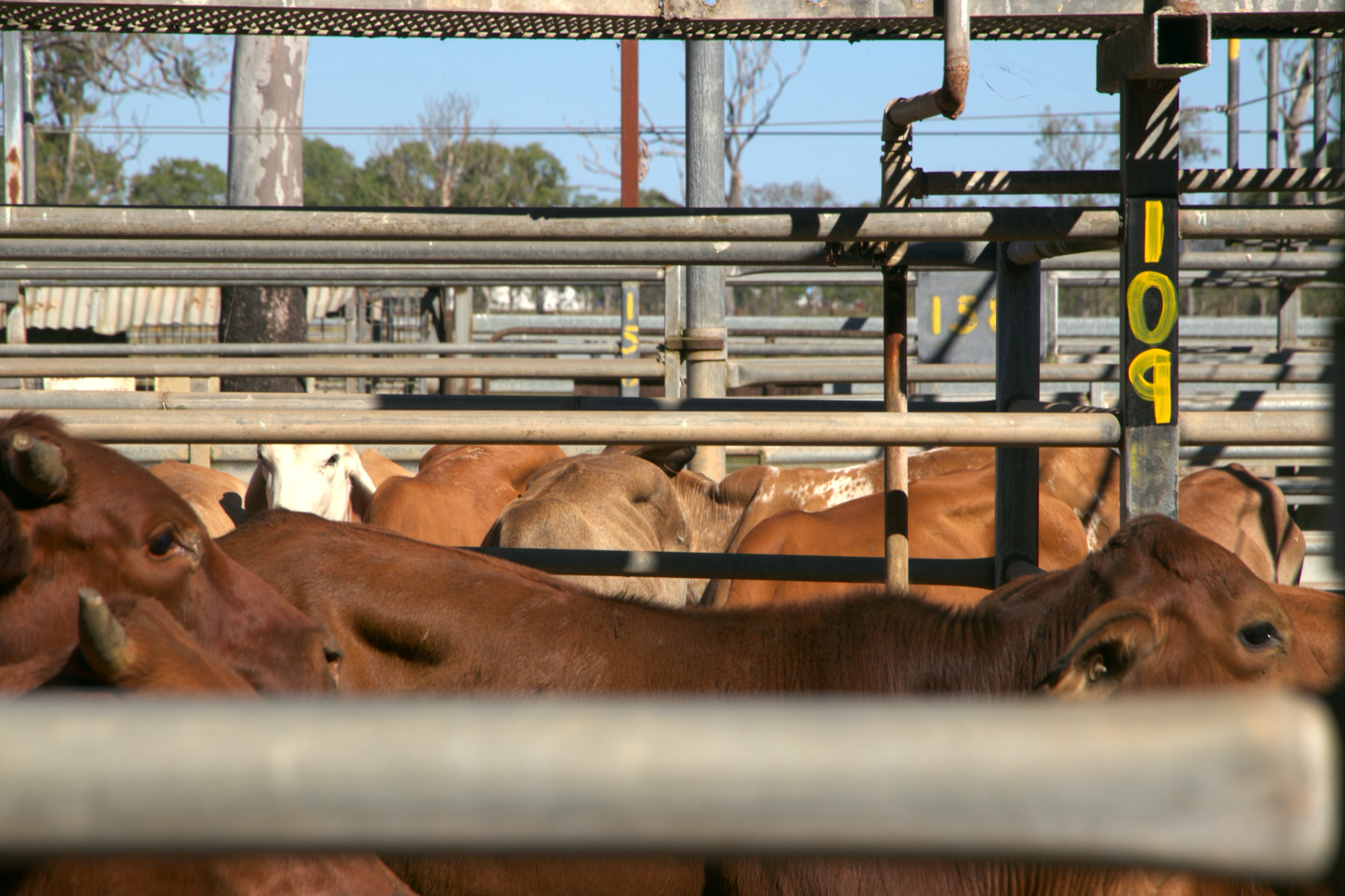 Cattle in a pen at the Mareeba Sale Yards.