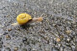 A snail slides across a wet footpath.