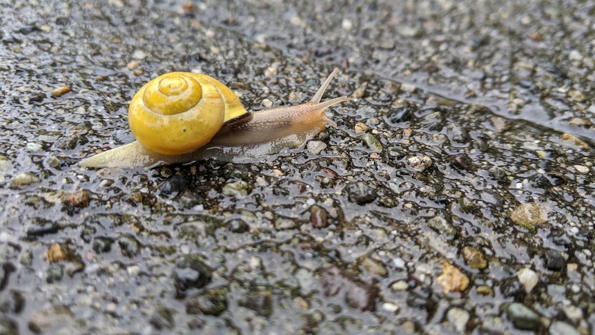 A snail slides across a wet footpath.