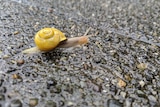A snail slides across a wet footpath.