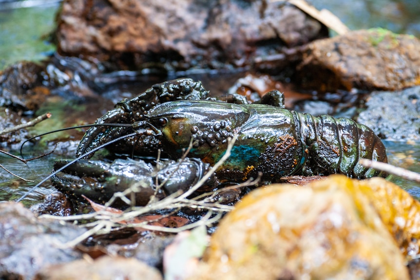 A Tasmanian giant freshwater lobster sits in a river bed