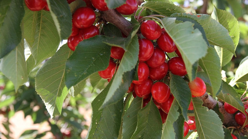A close-up of cherries growing on a tree.