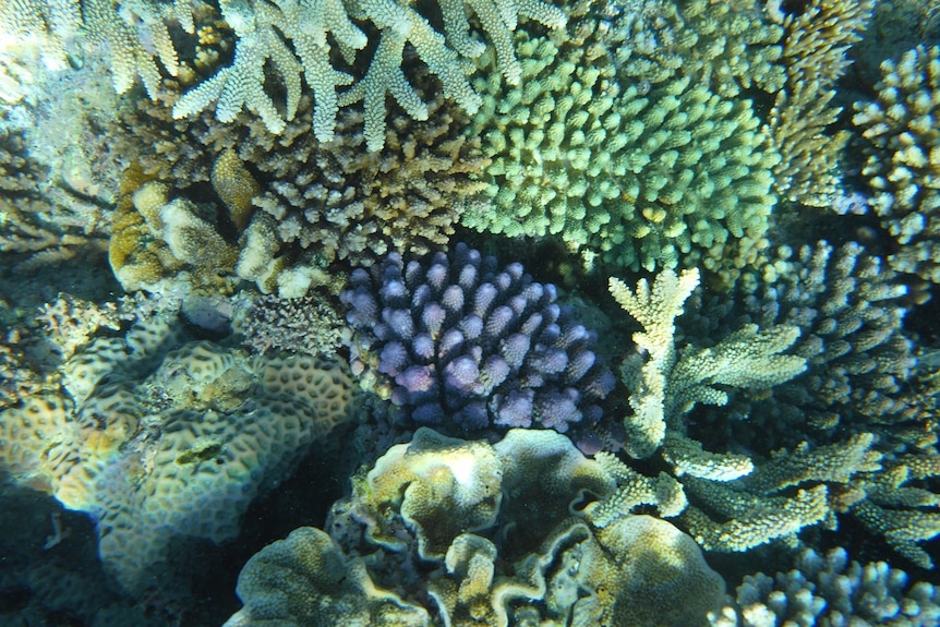 Colourful coral, underwater, different shapes and sizes.