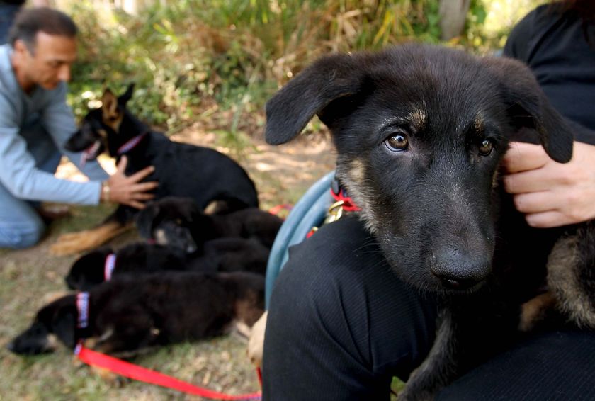 9/11 rescue dog cloned - ABC News