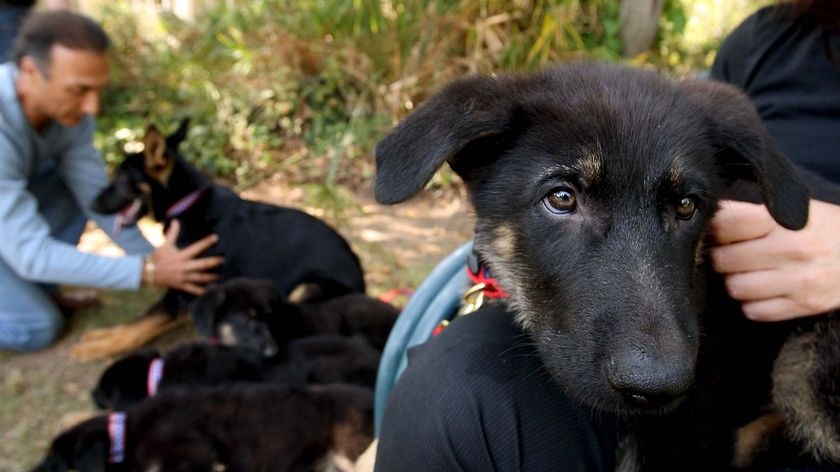 One of five puppies cloned from Trakr takes a break