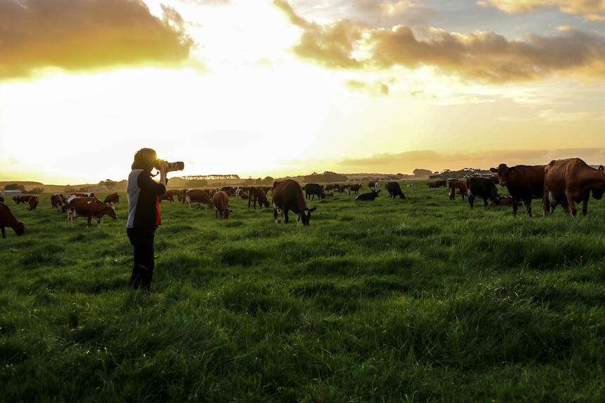 Michelle Hamilton taking photos of cows