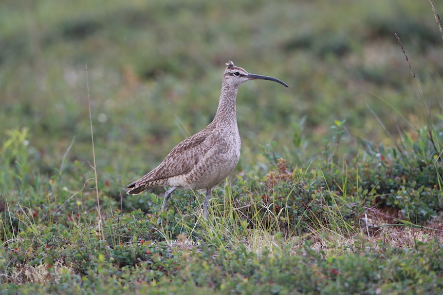 Whimbrel in Alaska