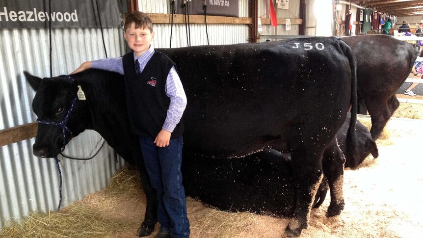 Tom Heazlewood with cow