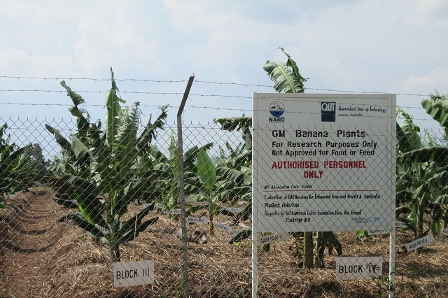 A banana crop sits behind a large fence.