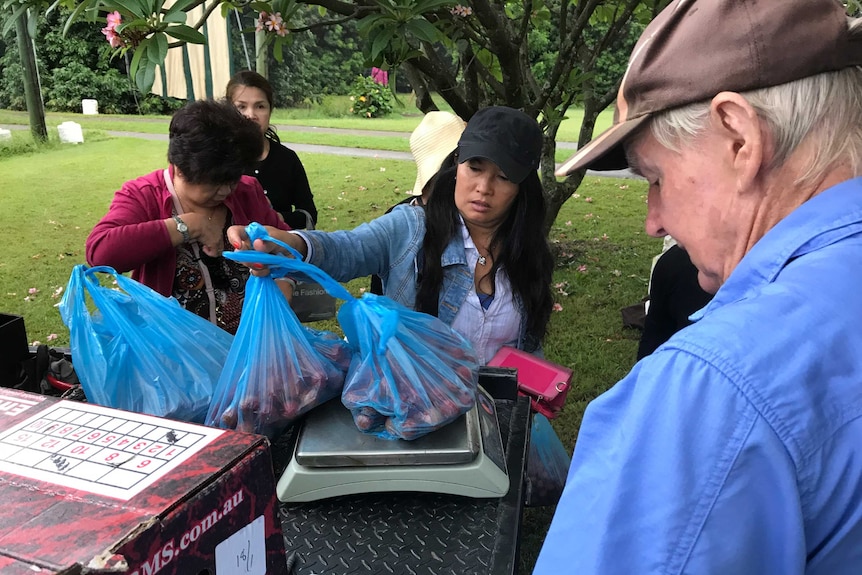 People weighing lychees in plastic bags on a farm