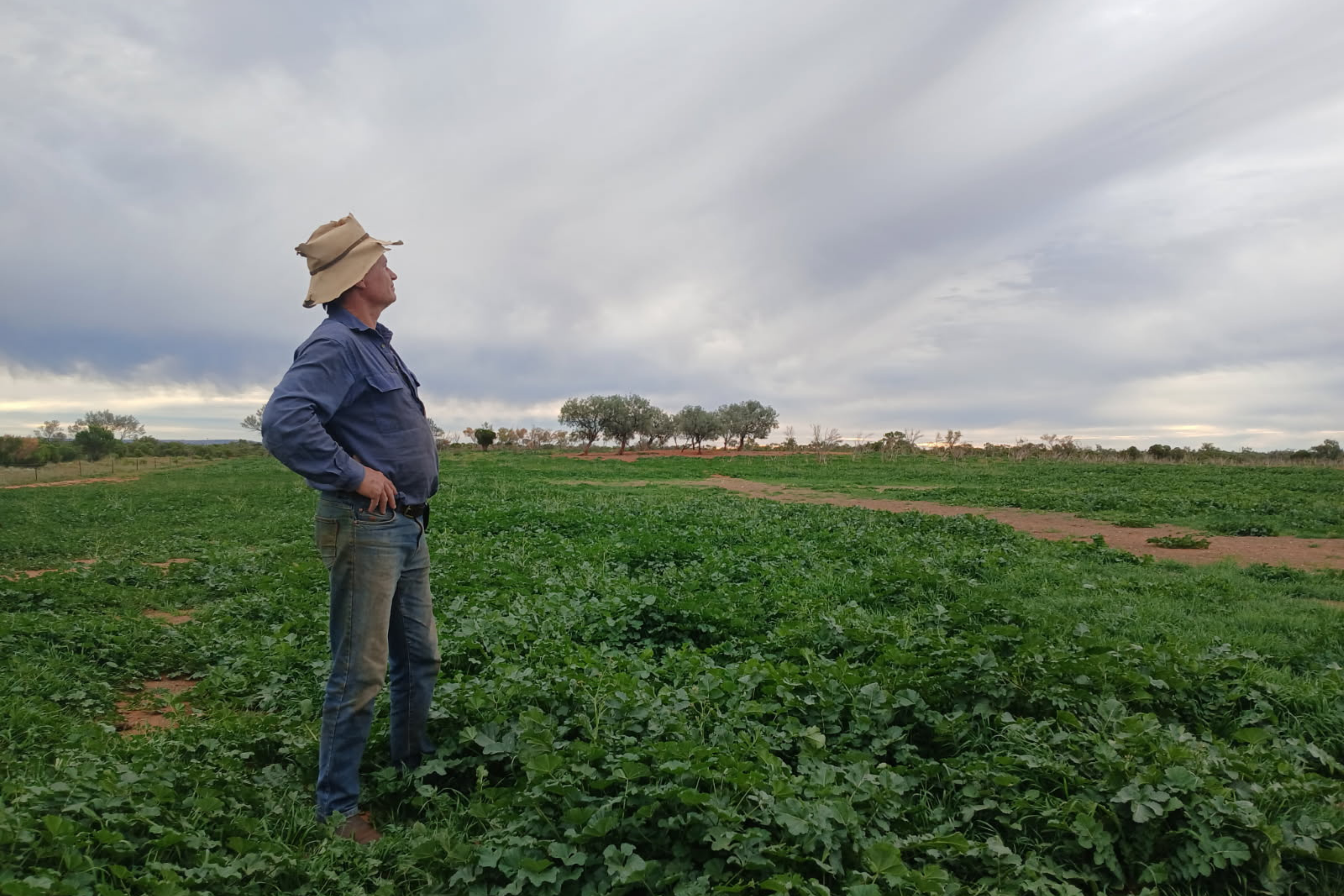 A man in a blue shirt and broad brimmed hat standing in a green patch of shrubs watching a cloudy sky.