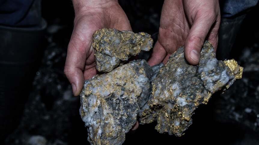 A close-up of a mine worker holding a rare gold specimen.