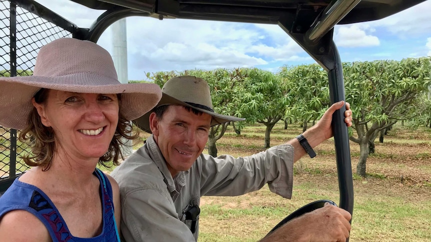 A couple sit in their four-wheeler vehicle with recently-pruned, flat-topped mango trees in the background
