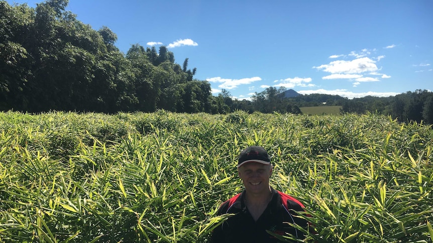 Shane Templeton stands shoulder deep in a crop of ginger.