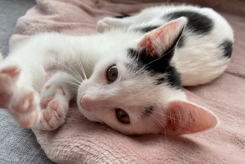 A small black and white kitten on a pink blanket with paws outstretched 