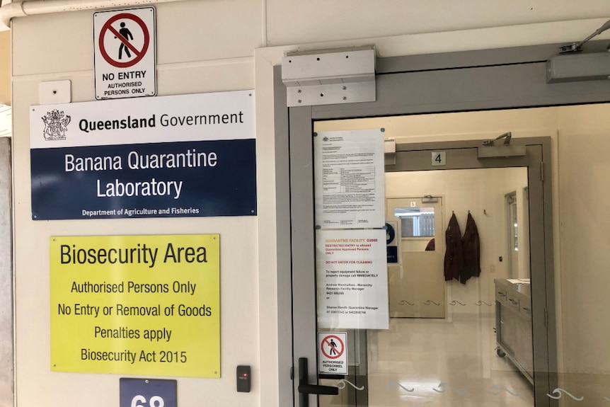 The photo looks through the glass of two doors into the banana quarantine laboratory.