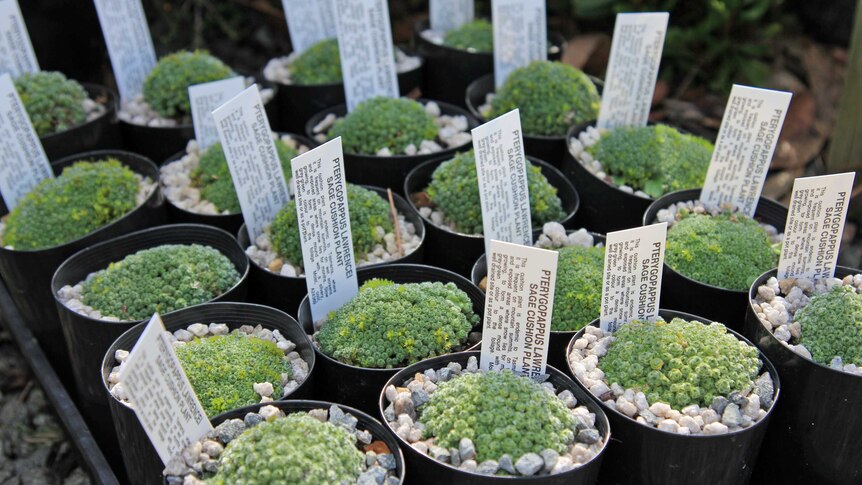 Sage cushion plants in seedling pots