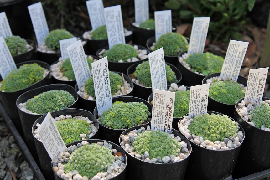 Sage cushion plants in seedling pots
