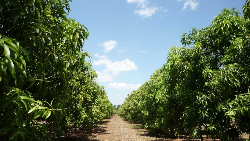 A row of mango trees