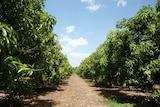 A row of mango trees